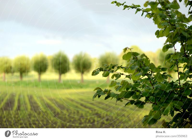 In Reih und Glied Landwirtschaft Forstwirtschaft Umwelt Natur Landschaft Himmel Frühling Sommer Schönes Wetter Baum Feld hell grün Landleben Reihe Farbfoto
