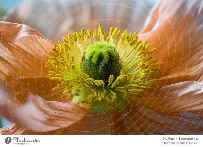 Blume von Papaver nudicaule, Isländischer Mohn, Orangensorte orange Islandmohn Kulturvarietät Staubfäden Ausdauer Pollen Stigmatisierung Makro Nahaufnahme