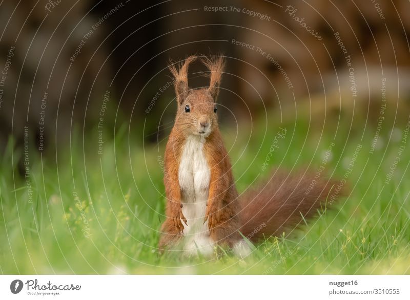 Eichhörnchen im Gras sitzend Tier Farbfoto Natur Außenaufnahme Wildtier Menschenleer Tag Tierporträt Umwelt Schwache Tiefenschärfe braun niedlich grün Nagetiere