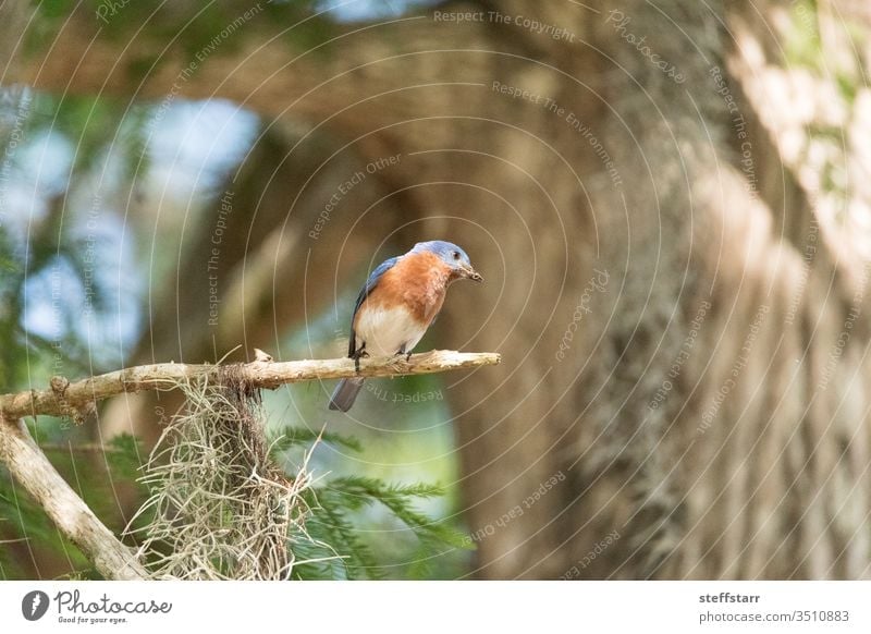 Männlicher östlicher Blauvogel Sialia sialis sitzt auf einem Ast hoch in einem Baum blauer Vogel Blaukehlchen Rotkehl-Hüttensänger wach Barsch Florida Wildvogel