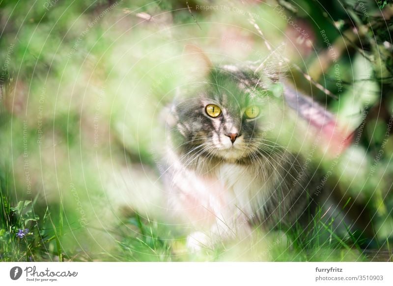 Katze versteckt sich im Busch und guckt in die Kamera Haustiere Rassekatze Langhaarige Katze Maine Coon weiß blau gestromt katzenhaft fluffig Fell im Freien