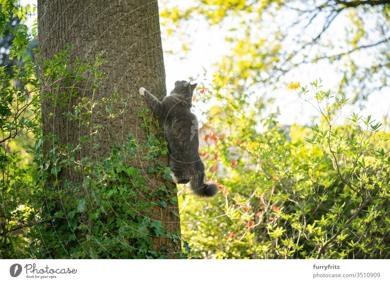 maine coon katze klettert auf hohen Baum im Garten und schaut nach oben Katze Haustiere Rassekatze Langhaarige Katze Maine Coon weiß blau gestromt katzenhaft
