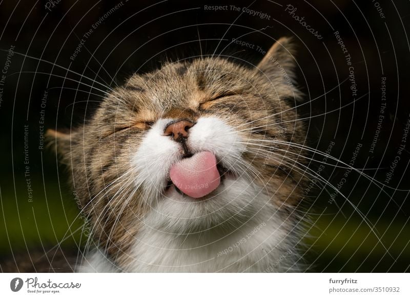 lustiges Porträt einer süßen britisch Kurzhaar Katze, die die Zunge heraus streckt Haustiere Rassekatze Britisch Kurzhaar Tabby weiß im Freien Augen geschlossen