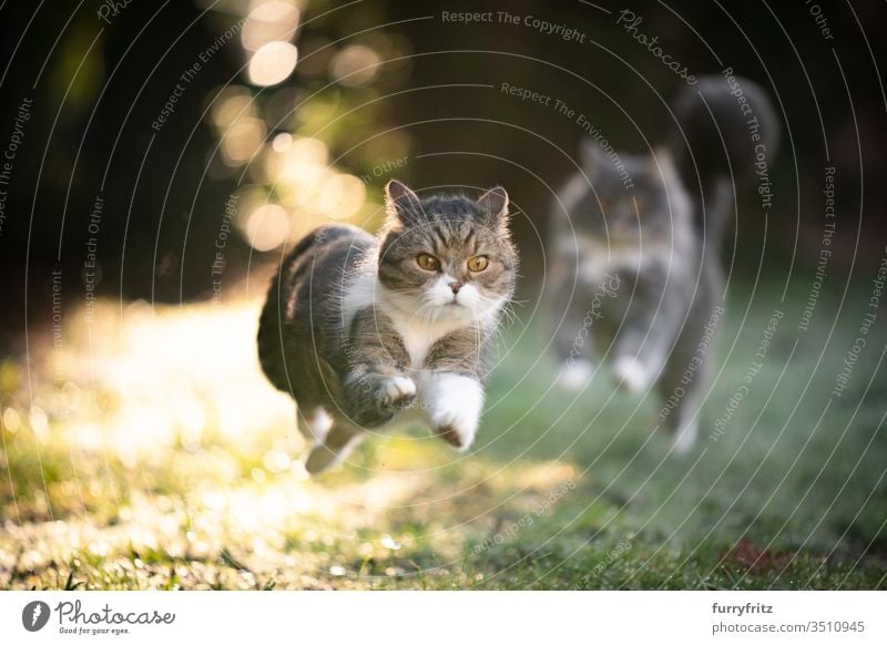 Katzen rennen durch den sonnigen Garten und jagen sich hinterher Haustiere Rassekatze Langhaarige Katze Maine Coon Britisch Kurzhaar Tabby weiß blau gestromt