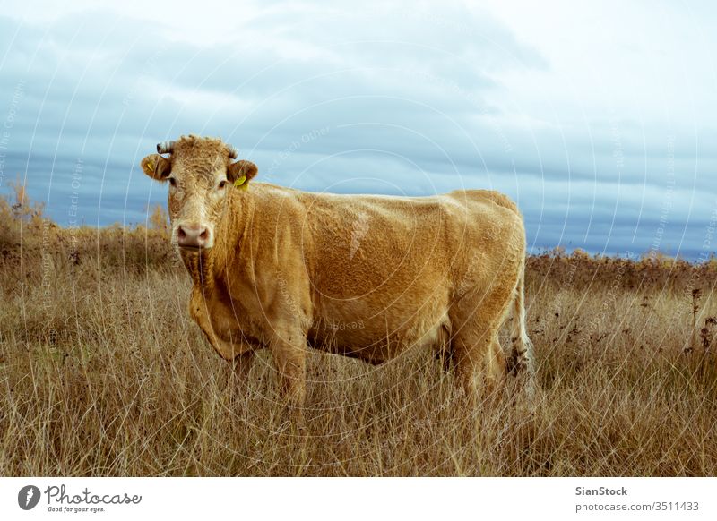 Einsame Kuh auf einem Feld im Delta des Flusses Evros Griechenland angus Rind Ackerbau Gras Weidenutzung blau ländlich Wiese einsam Himmel Natur Canterbury