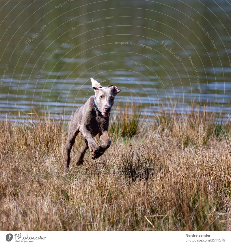 Weimaraner Welpe spielt und tobt auf einer Wiese am See weimaraner welpe hund haustier junghund wasser hübsch jagdhund portrait reinrassig wald gras freudig