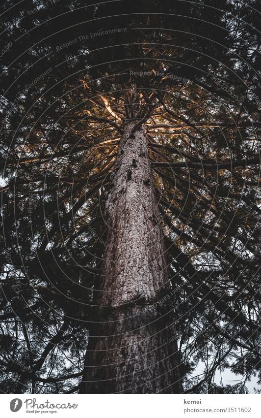 Mammutbaum mit Licht in der Krone Baum Baumstamm leuchten Sonnenlicht Ast Zweig hoch groß Wald dunkel Menschenleer Wachstum Rinde Baumrinde