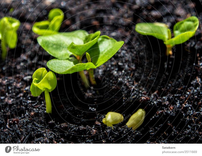 Knospenblätter junger Gemüse, die auf dem Bauernhof gesät werden Pflanze Keimling wachsend Boden Ackerbau grün Natur Licht Hintergrund Blatt klein neu frisch