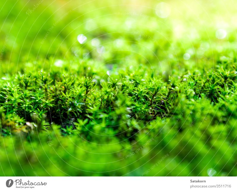 Frisches grünes Moos, das auf dem Boden mit Wassertropfen im Sonnenlicht wächst Tau Natur frisch Makro Garten Wald Tropfen nass Algen üppig (Wuchs) Schönheit