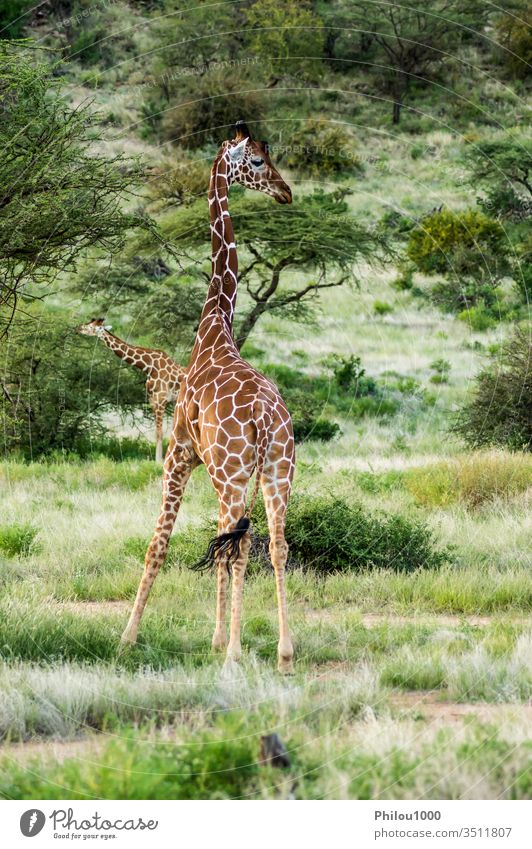 Giraffe überquert den Pfad im Samburu Park Afrika Kenia Afrikanisch Tier Hintergrund schön braun Nahaufnahme niedlich Gesicht grün Kopf Pflanzenfresser