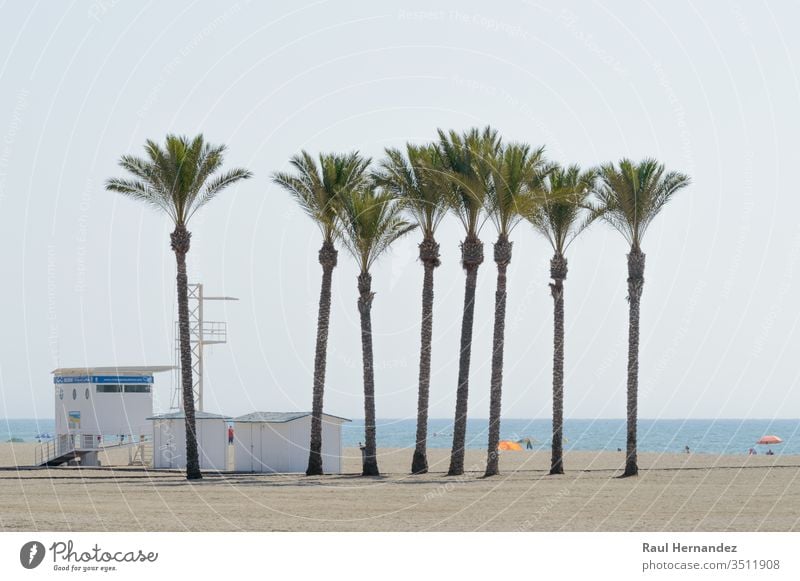 Oase einer großen Palmengruppe am Strand von Roquetas de Mar. Handflächen mar August Juli Sommer Almeria Spanien reisen Tourismus Feiertage Sol exotisch costa
