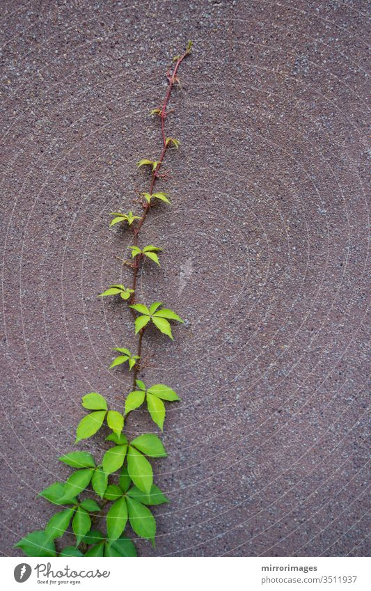eine Viy-Rebe, die an der Seite einer Zementmauer wächst abstrakt Herbst Hintergrund schön Ast Farbe Umwelt fallen Laubwerk Garten grün Wachstum Blatt natürlich