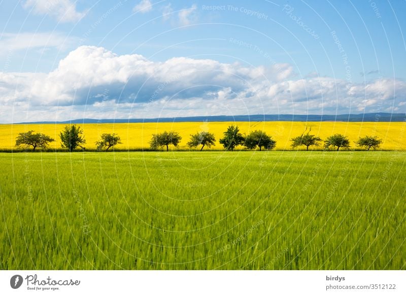 bunte Agrarlandschaft im Mai mit grünem Getreidefeld und gelb blühenden Rapsfeld hinter einer Reihe Obstbäume. Horizont mit blauem Himmel und Wolken