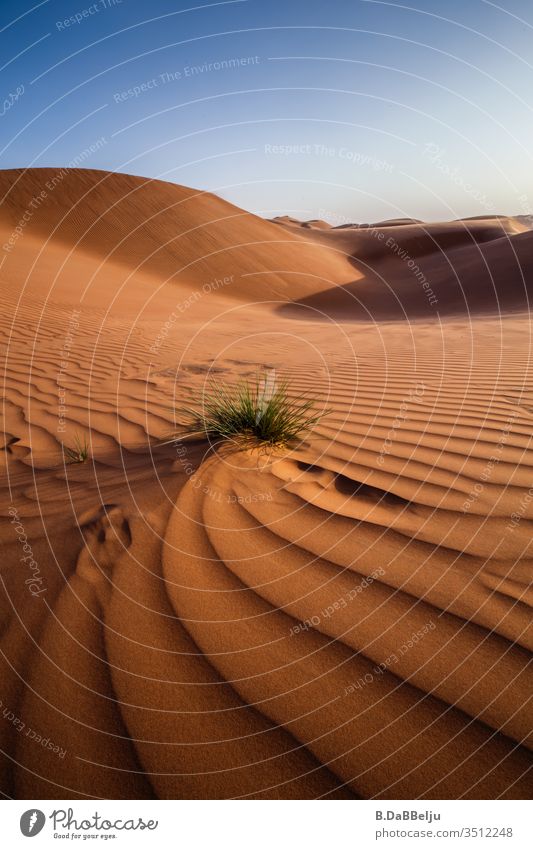 Eine Pflanze kämpft sich durch den Wüstensand. Oman Reisen Panorama (Aussicht) Tag Menschenleer Außenaufnahme Farbfoto Blauer Himmel Einsamkeit gelb braun blau