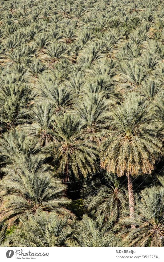 unendlich viele Palmen Oman Reisen Dattelpalme Ferien & Urlaub & Reisen Außenaufnahme Tag Menschenleer Natur grün Pflanzen Oase exotisch Farbfoto Palmenwedel