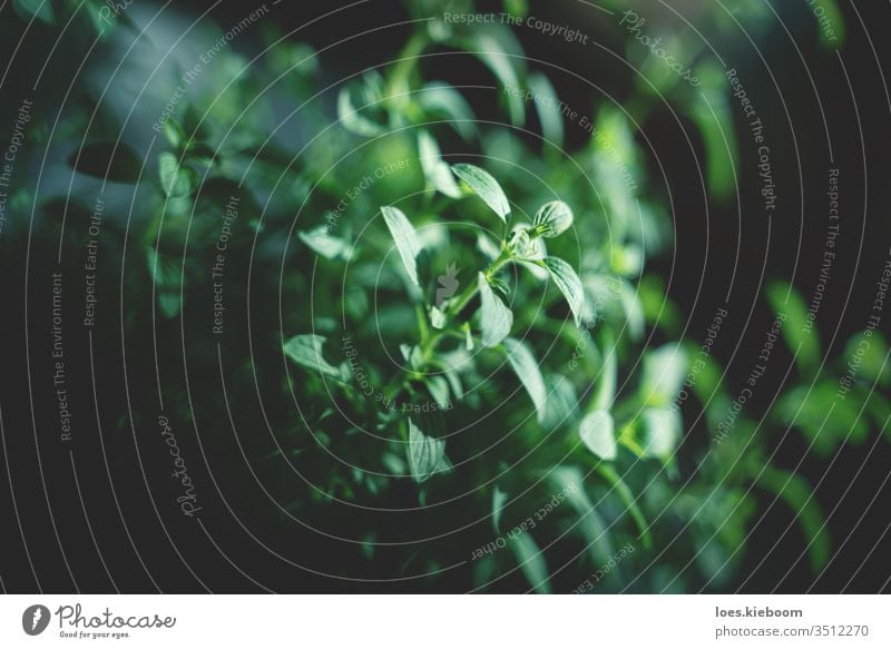 Nahaufnahme von Oregano verschwommene und fokussierte Oregano-Blätter grün Kraut natürlich organisch Garten Pflanze frisch Blatt Hintergrund Natur Lebensmittel