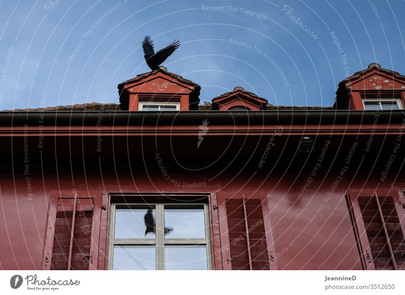 Vogel auf Dach Wand Coolness Außenaufnahme Fassade Fenster Gebäude Farbfoto Architektur kahl minimalistisch klar Menschenleer Haus rot Farbe Fensterbrett