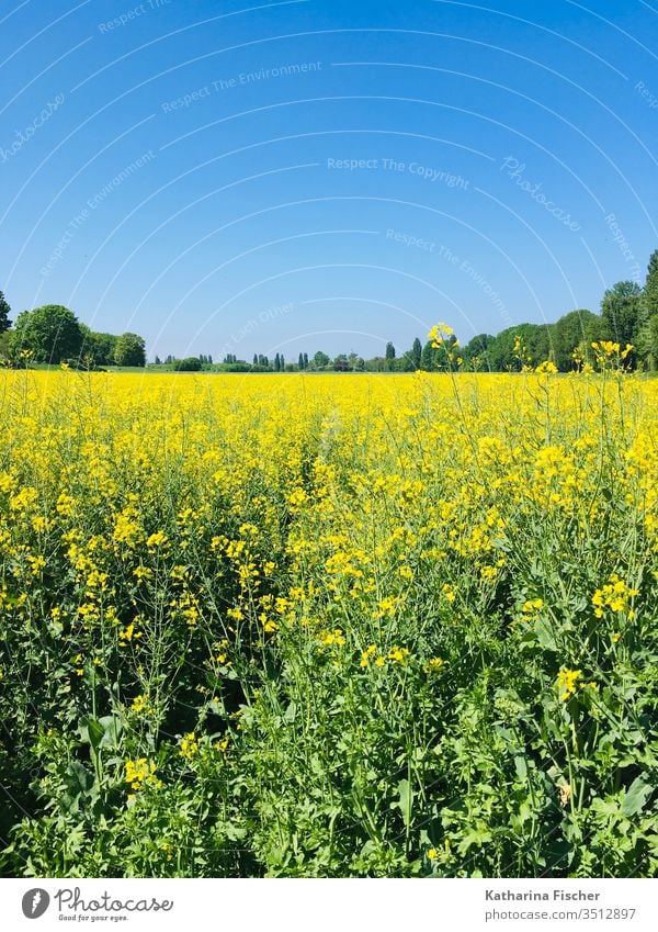 Rapsfeld im Mai Rapsanbau Umwelt Feld Farbfoto Außenaufnahme Landschaft Pflanze gelb Tag Natur Frühling Blühend Himmel Menschenleer Sonnenlicht Wachstum