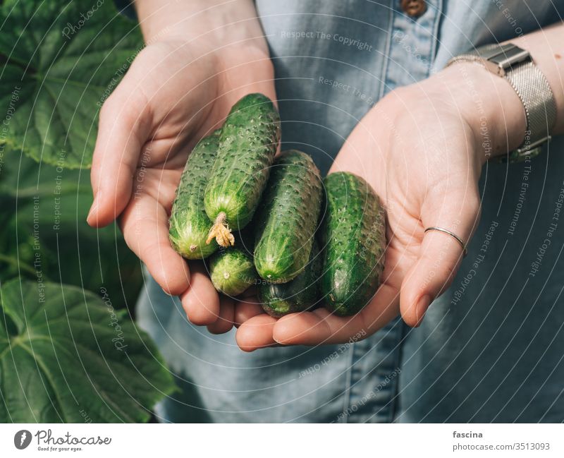 Gurken in Frauenhänden, im Freien Hände Halt natürlich Garten Gemüse organisch frisch unkenntlich jung Hipster Jeansstoff Hemd Tageslicht Ackerbau Bauernhof