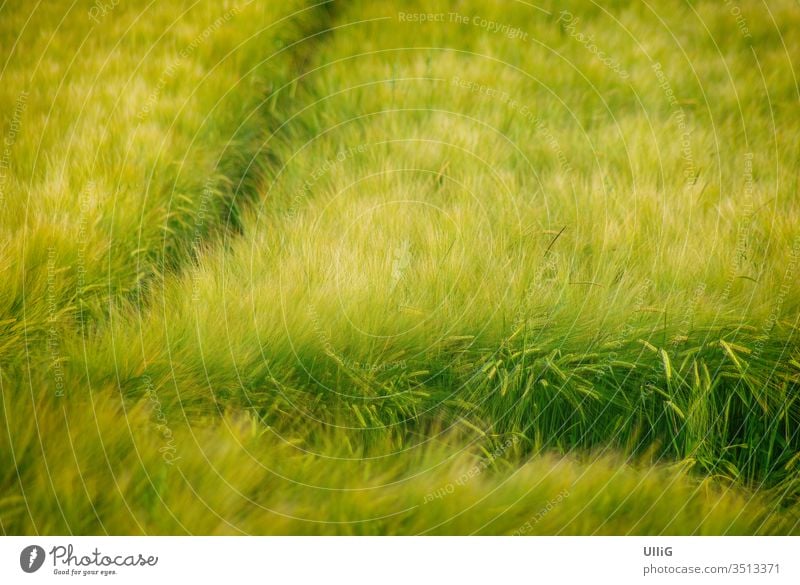 Reifendes Getreidefeld - Ein reifendes Getreidefeld wiegt sich im Wind. Kornfeld Feld Acker Landwirtschaft wiegen Landleben Umwelt Wetter Sommer Natur