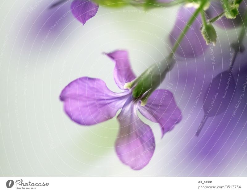 Lila Blüte Blume grün lila violett hängend Wachstum Frühling Sommer Pflanze Natur Blühend Farbfoto Garten Außenaufnahme Menschenleer Schwache Tiefenschärfe