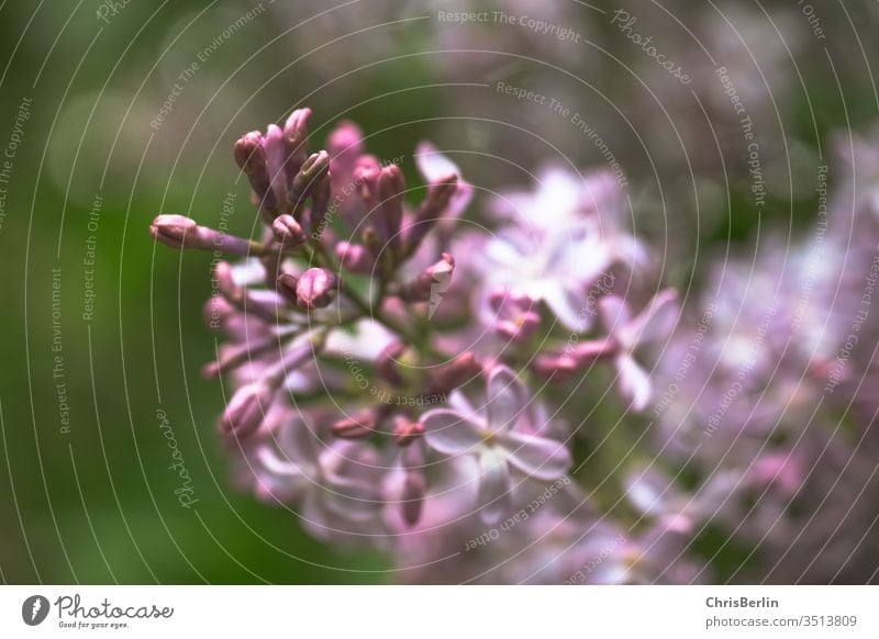 lila Fliederblüte Blüte Blume Pflanze Mai Natur Strauch Frühling Nahaufnahme Farbfoto Garten Außenaufnahme Blühend violett Schwache Tiefenschärfe Unschärfe