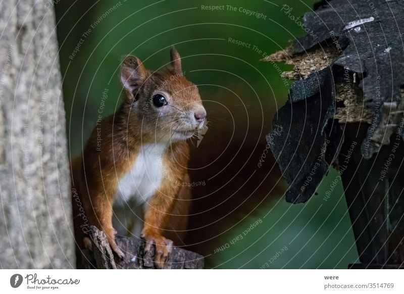 Braunes Eichhörnchen im Sommerfell auf einem Ast im Wald Hintergrund Europäisches Braunes Eichhörnchen Sciurus vulgaris Tier Niederlassungen Textfreiraum