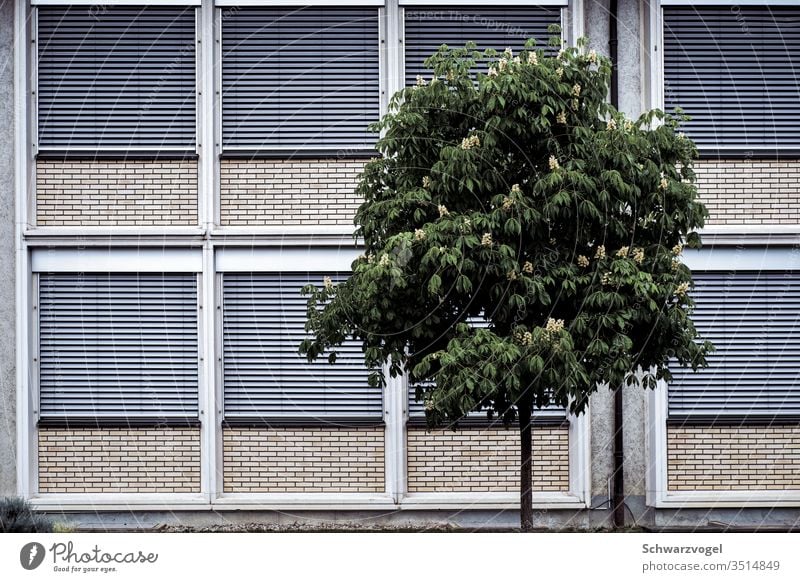 🐞 Baum Fassade abweisend Menschenleer Gebäude