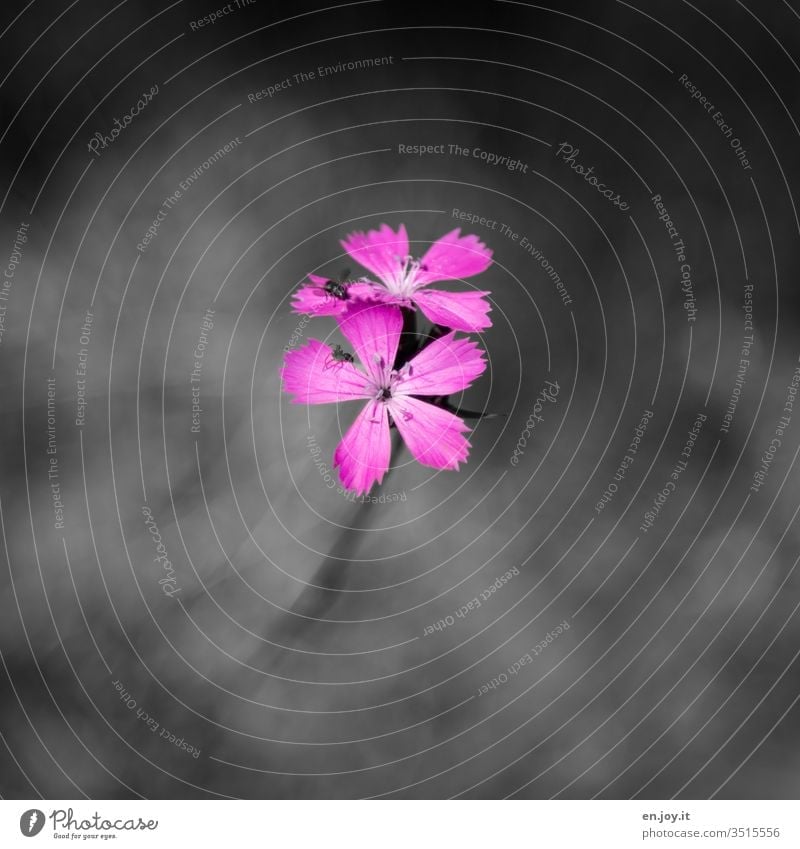 Rosa Blüte Blume Pflanze Wiesenblume Wildpflanze Fliege Insekten Fauna Flora Natur Farbfoto Blühend Außenaufnahme Tag Menschenleer Schwache Tiefenschärfe schön