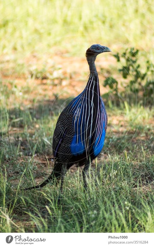 Wildtierszene in der Natur des Samburu-Parks. Afrika Kenia Afrikanisch Tier Schnabel Vogel schwarz blau farbenfroh Kreatur Kamm Krone Auge Bauernhof Fauna Feder