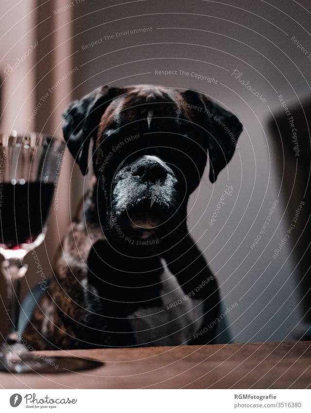Boxer Hund sitzt an einem Tisch und schaut auf ein Glas Rotwein, Gesicht liegt im Schatten Sucht Haustier Esstisch Trinken Alkohol Kristall Problem sitzen