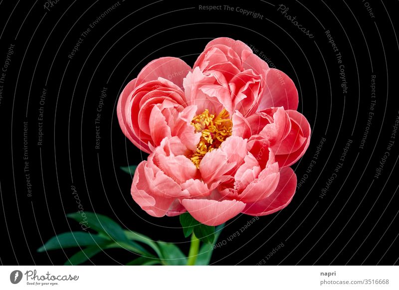 Barock | Eine pinkfarbene Pfingstrose in voller Blüte isoliert vor schwarzem Hintergrund. rosa volle Blüte prachtvoll üppig (Wuchs) schön prachtexemplar Blühend
