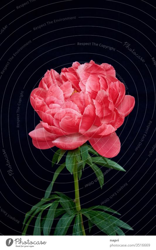 üppig | Eine leuchtend pinkfarbene Pfingstrose in voller Blüte isoliert vor schwarzem Hintergrund. volle Blüte prachtvoll üppig (Wuchs) schön prachtexemplar