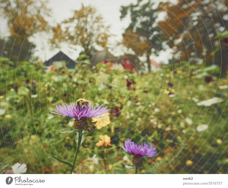 Kornblumen Wiese Blumen Blumenwiese Insekt Biebe Bestäubung Natur Herbst Bäume Häuser Dorf Dierhagen Ostsee Blüte Pflanze Farbfoto Außenaufnahme grün Garten