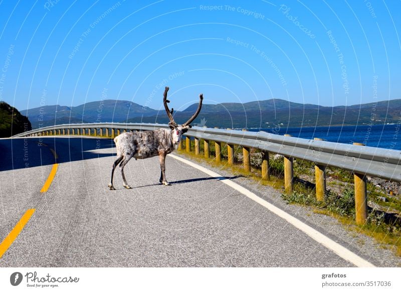Reindeer-Hello in Skandinavien Lifestyle Stil Ferien & Urlaub & Reisen Tourismus Ausflug Abenteuer Sommer Meer Tier Rentier hängen Blick lustig Neugier blau
