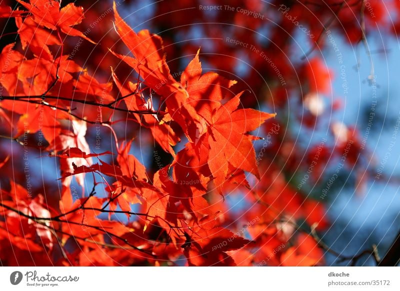 Herbstflammen Blatt rot Stimmung Baum Natur