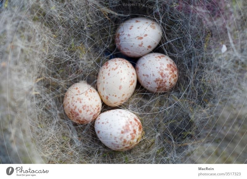 Vogelnest mit Gelege ausbrüten brut eier gelege singvogel vogelnest vogeleier zaunkönig eierschale eierschalen niemand gefleckt