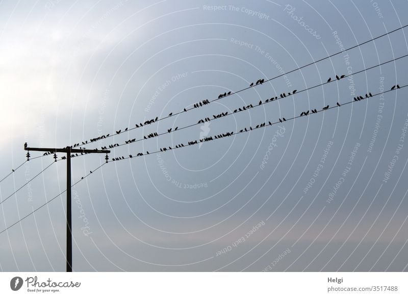 viele Stare rasten im Gegenlicht auf mehreren Stromleitungen Vögel Zugvogel Vogelzug Schwarm Tier Himmel Vogelschwarm Natur Umwelt Außenaufnahme Menschenleer