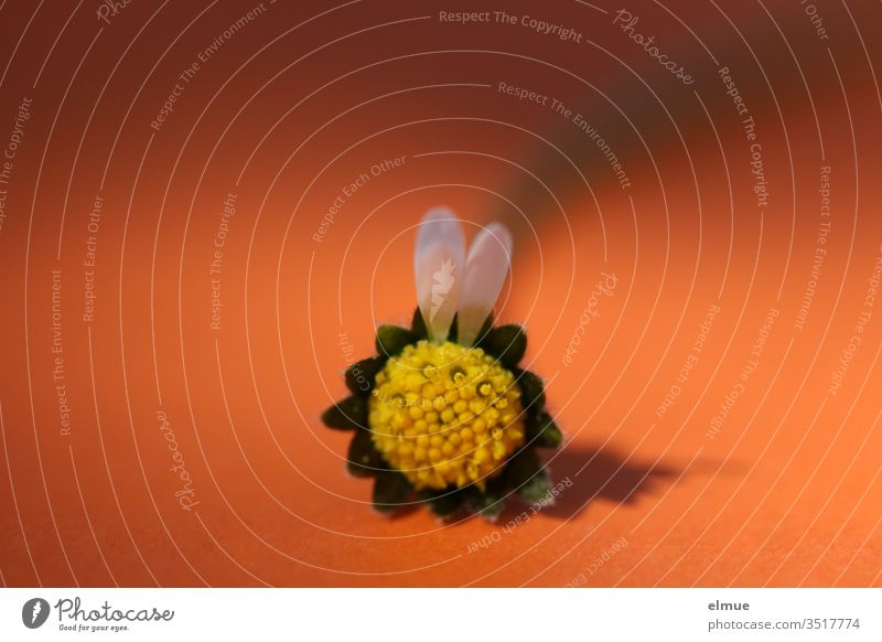 zwei Blütenblätter an einem Gänseblümchen in Form von zwei Hasenohren vor orangefarbenem Hintergrund Ohr Blütenblatt Osterhase zupfen weiß gelb leer Bellis