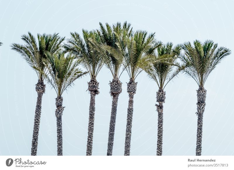 Gruppe von Palmenbechern am Strand von Roquetas de Mar. Kokosnuss grün Süden Feiertag touristische Karte Tourismus-Vektor Almeria mar Tasse atlantisch Meer MEER
