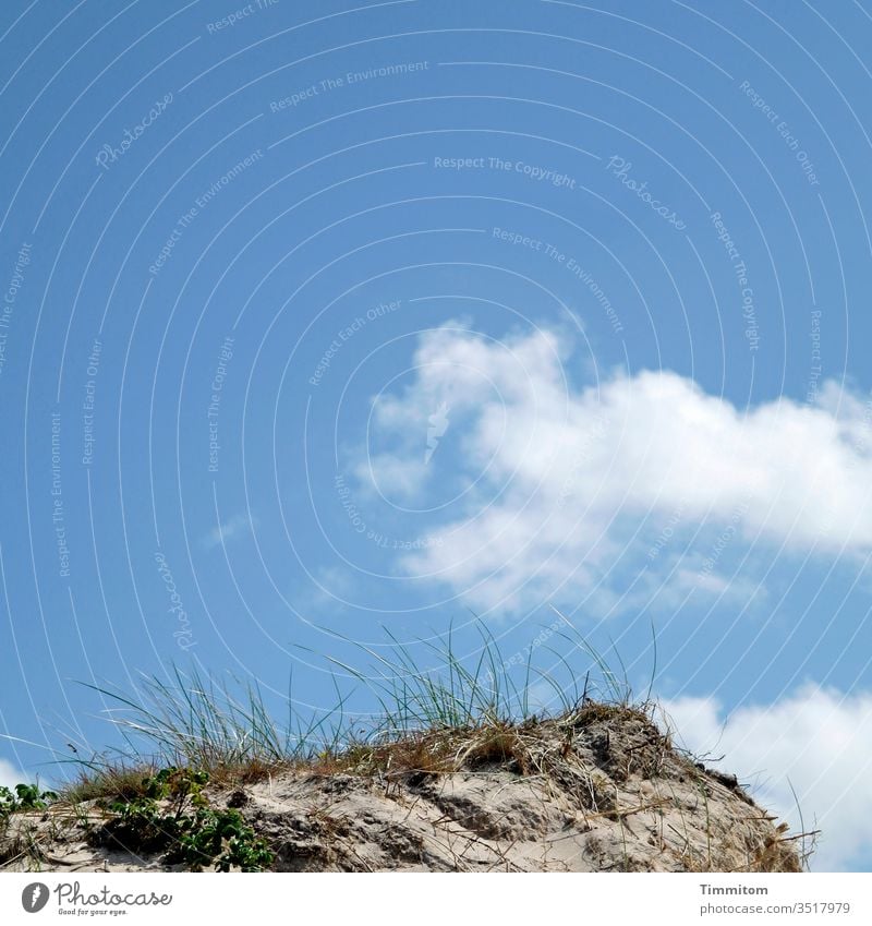 Halme in Strandnähe grün Düne Kante Sand Himmel blau Wolken Schönes Wetter Dänemark Landschaft Ferien & Urlaub & Reisen Natur Dünengras Menschenleer