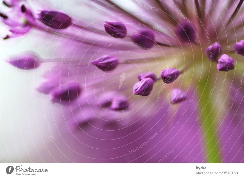 magenta Zierlauch Blüten Knospen mit geringer Tiefenschärfe Allium Allium rosenbachianum Zwiebellauch liliacea Liliengewächse Blütenknospen Blume Kitsch Garten