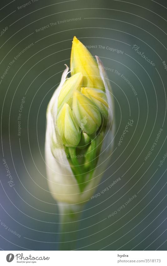 gelbe Goldlauch (Allium) Knospe kurz vor der Blüte Zierlauch Zwiebellauch Liliengewächse liliacea Blume Blütenknospen schön rein erblühen nah Garten ästhetisch