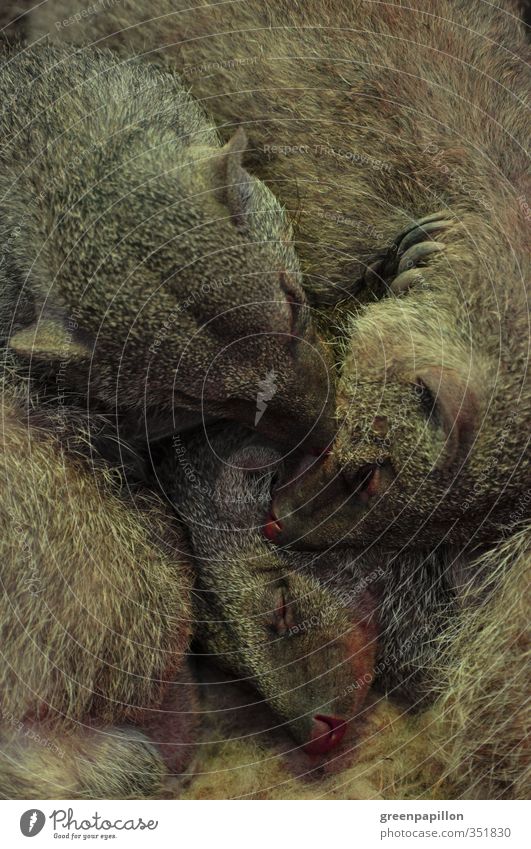 Schmusen - Gruppenkuscheln - Mangustenfamilie Nutztier Schlange Tiergesicht Fell Zoo Tiergruppe Tierfamilie schlafen Geborgenheit Einigkeit Warmherzigkeit