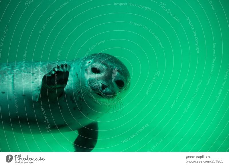 Grüße von der Nordsee! Umwelt Natur Wasser Küste Ostsee Meer Insel Wildtier Aquarium Schwimmen & Baden tauchen türkis Seehund Robben Robbenbaby winken Gruß