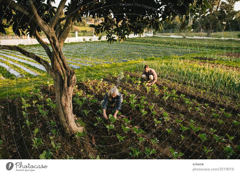 Landarbeiter bei der Kontrolle von Gemüse auf dem Feld Zusammensein nachhaltig Frau produzieren frisch Garten Landwirt Natur grün Ernte organisch Mann Bauernhof