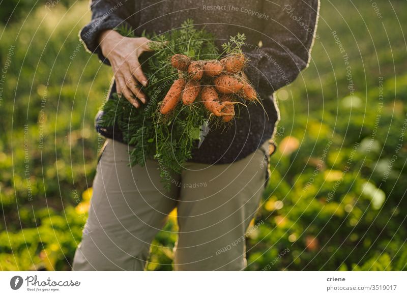 Nahaufnahme einer Frau mit frisch gepflückten Bio-Carrtos aus dem Garten Schmutz hausgemacht Markt Haufen lokal Bodenbearbeitung produzieren Ernten Karotten