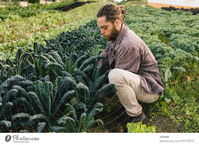 Junger Mann pflückt oragnisch gesunden Grünkohl vom Feld Blätter Salatbeilage Business Landwirtschaft Kasten kultivieren Frische Gärtner Männer arbeiten Ernten
