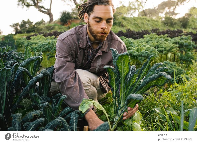 Landwirt pflückt frischen Bio-Kohl vom Feld Blätter Salatbeilage Business Landwirtschaft Kasten kultivieren Frische Gärtner Männer arbeiten Ernten Beruf Umwelt