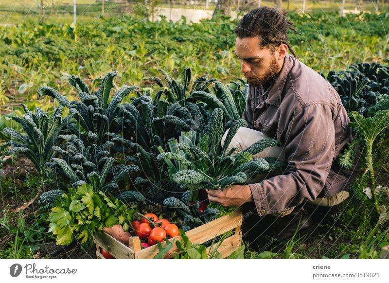 Junglandwirt erntet frisches Gemüse aus dem Garten Blätter Salatbeilage Business Landwirtschaft Kasten kultivieren Frische Gärtner Männer arbeiten Ernten Beruf